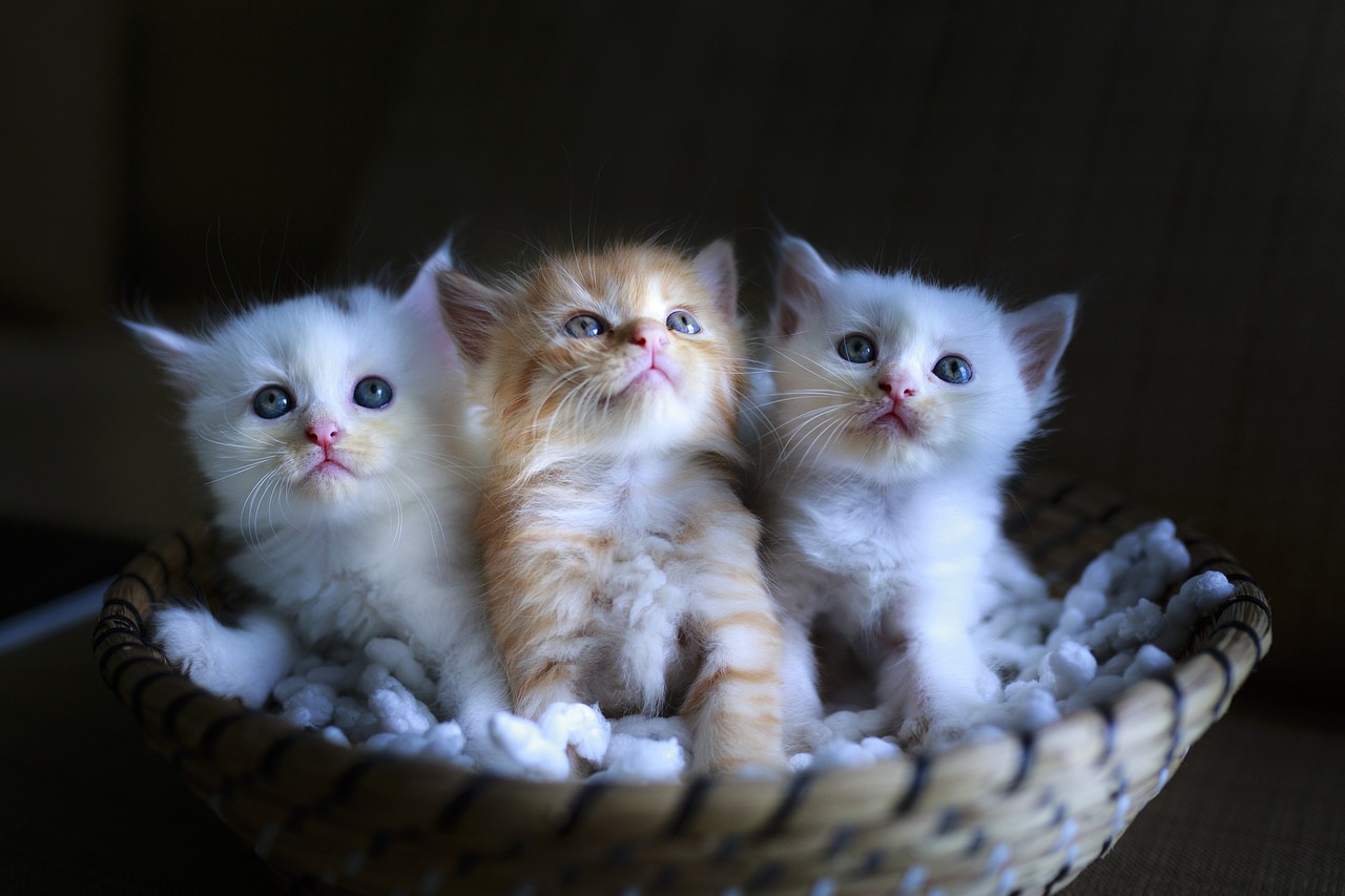 Drei katzen zum angenehmen deutschlernen